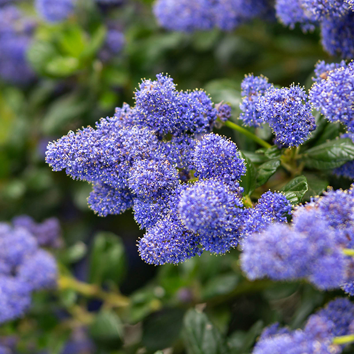 Ceanothus thyrsiflorus var repens Pyramid 17cm