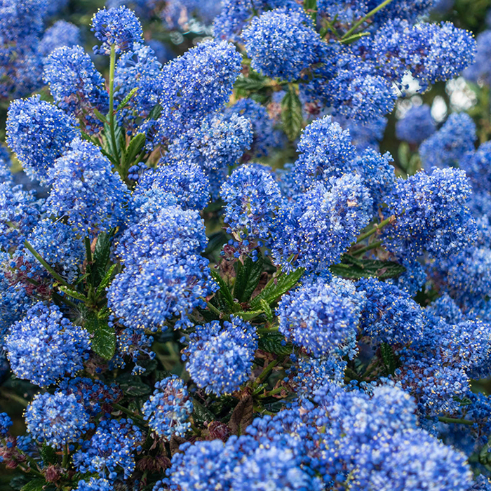 Ceanothus thyrsiflorus var repens Pyramid 17cm
