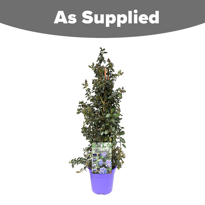 Ceanothus thyrsiflorus var repens Pyramid 17cm