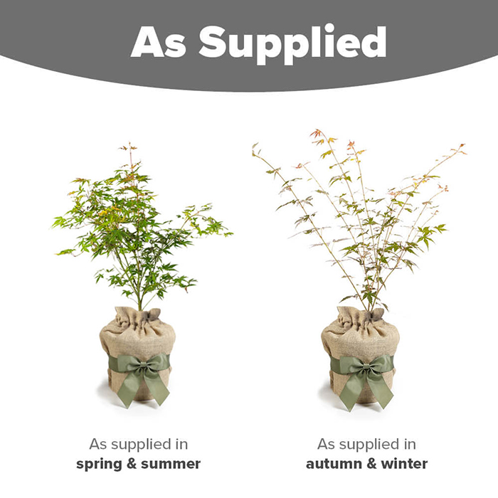 Acer palmatum Orange Dream 3L Gift Wrap