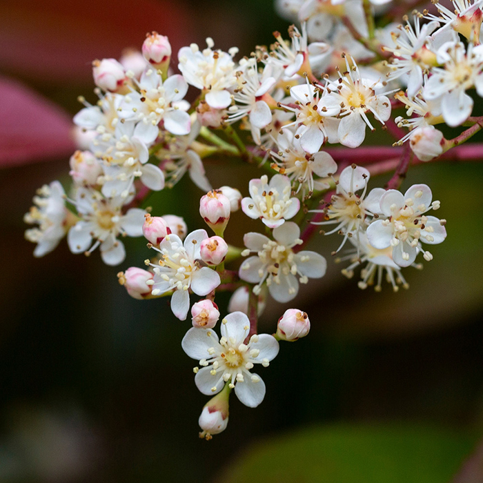 Photinia 'Little Red Robin' 65-90cm standard Gift Wrap