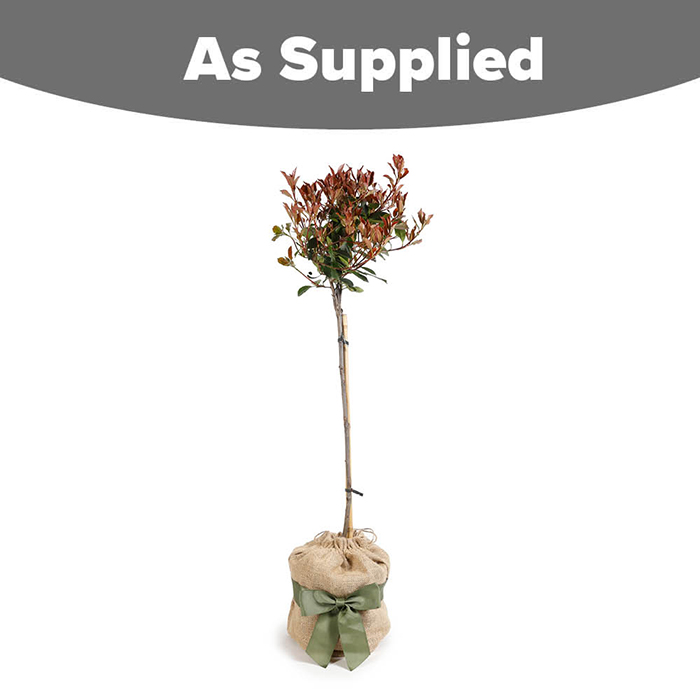 Photinia 'Little Red Robin' 65-90cm standard Gift Wrap