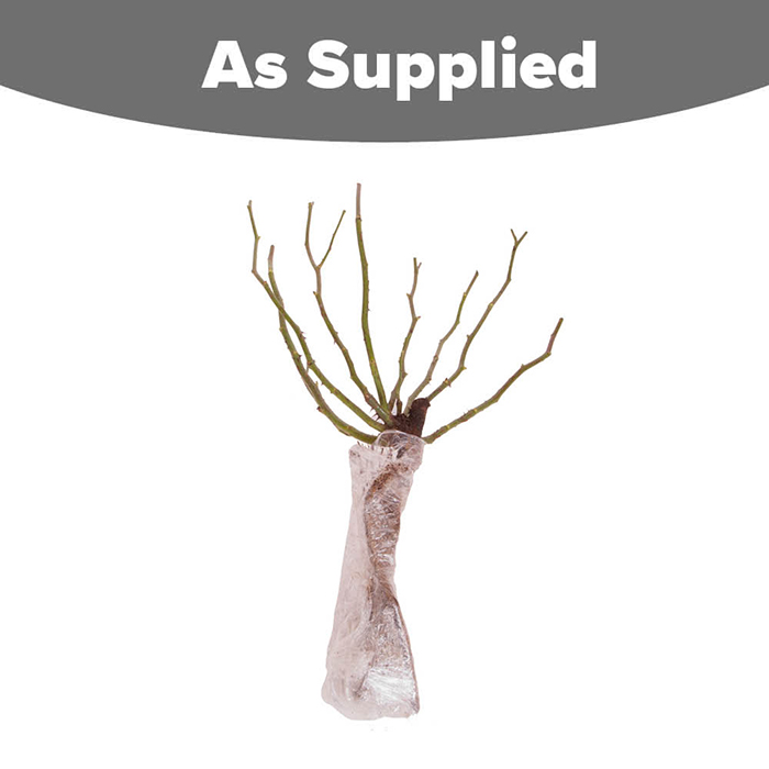 Rose 'Double Delight' bare root
