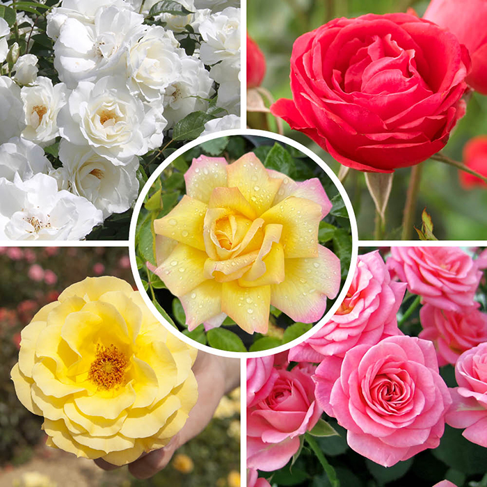 Garden Glamour 'Repeat-Flowering' Rose Bush Collection  x 5 Bare root plants