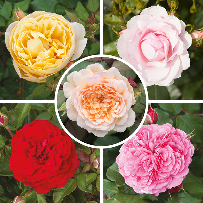 Old English Shrub Rose Collection bare root x 5
