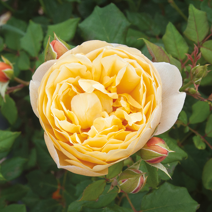 Old English Shrub Rose Collection bare root x 5