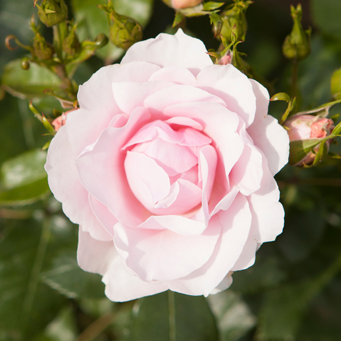 Old English Shrub Rose Collection bare root x 5