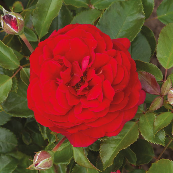 Old English Shrub Rose Collection bare root x 5
