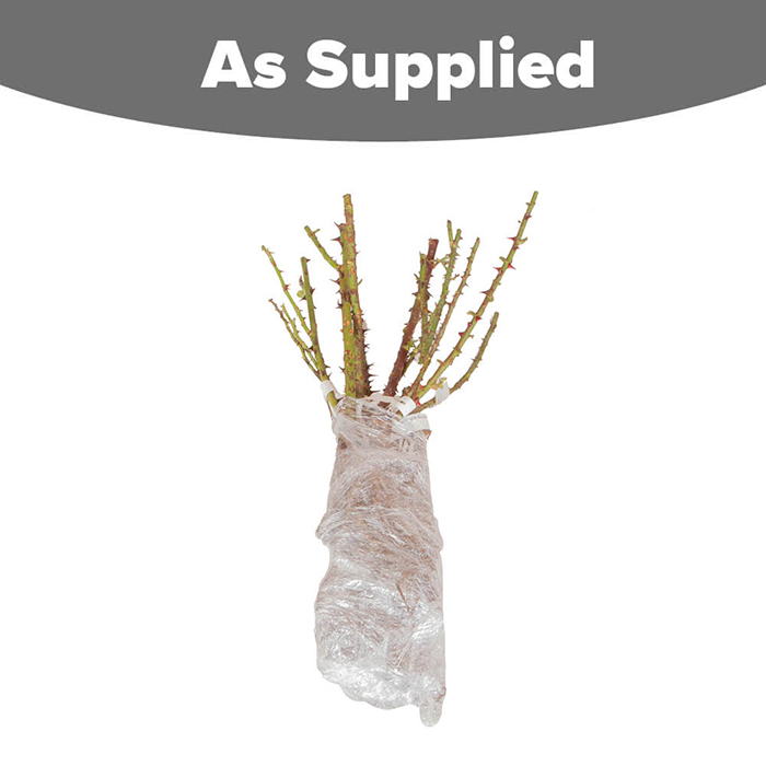 Old English Shrub Rose Collection bare root x 5