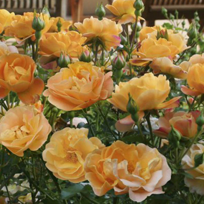 Rose Flower carpet Gold 4L potted
