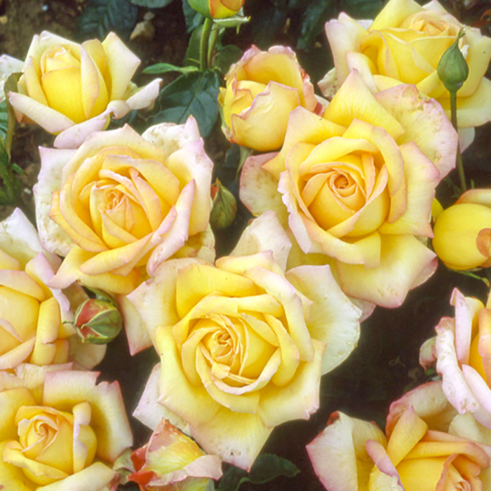 Rose Flower carpet Gold 4L potted