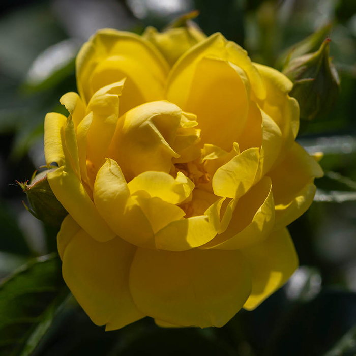Rose Flower carpet Gold 4L potted
