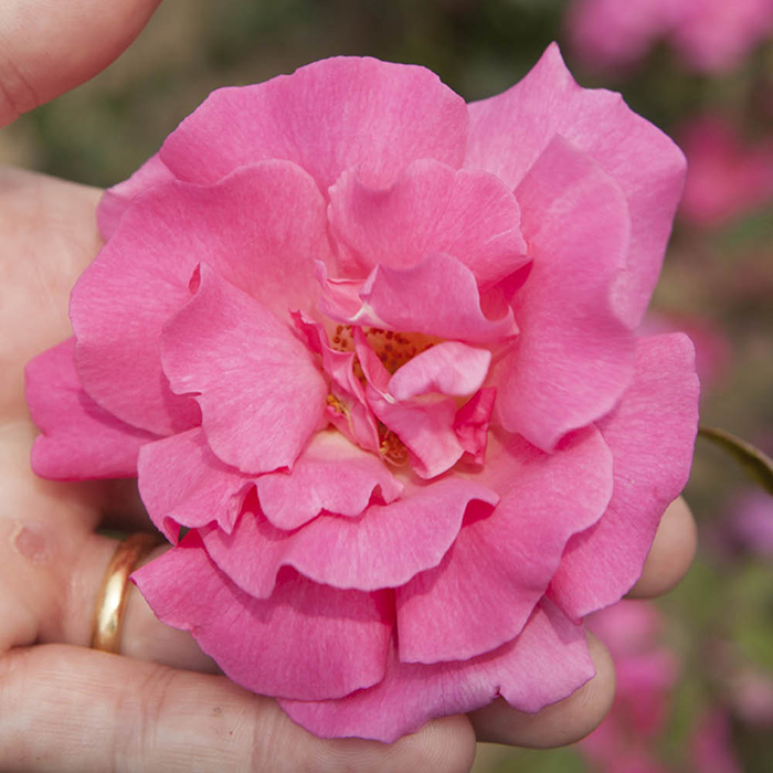 Rose Climbing Zephirine Drouhin 4L pot