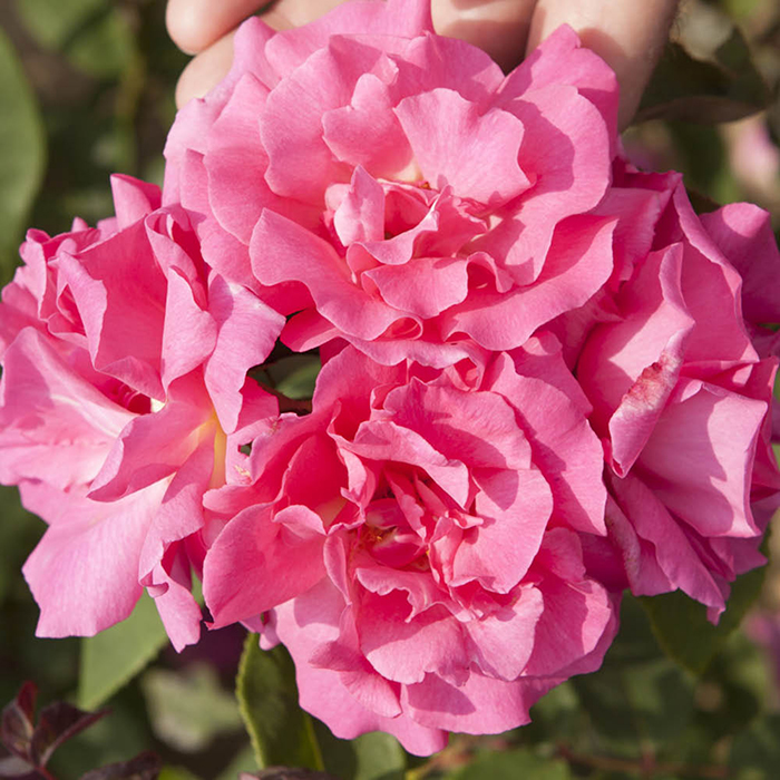 Rose Climbing Zephirine Drouhin 4L pot
