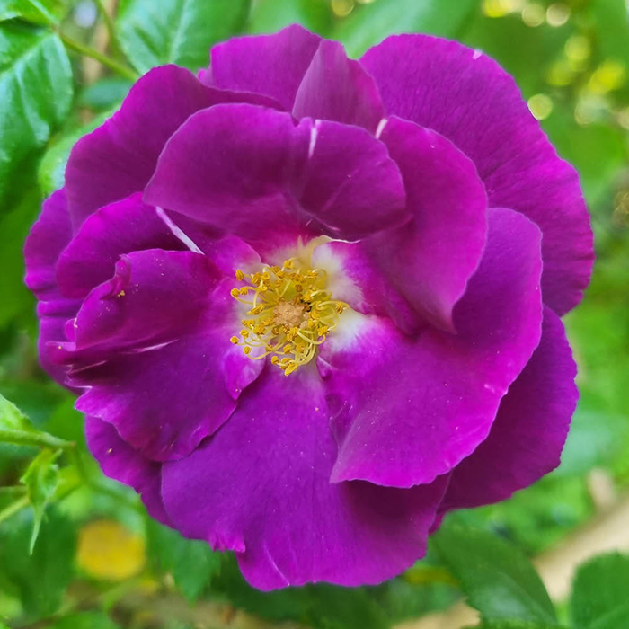 Rose Rhapsody in Blue 4L pot