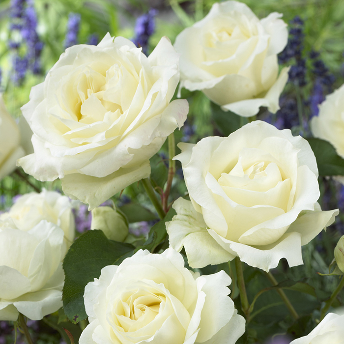 Rose Hybrid Tea Bare Root Collection