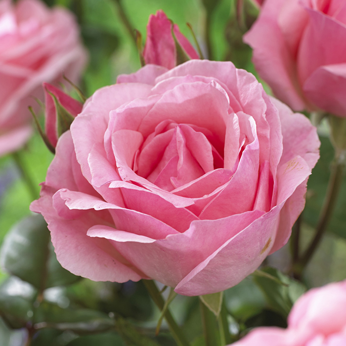 Rose Hybrid Tea Bare Root Collection