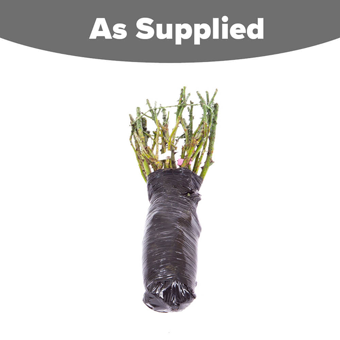 Rose Hybrid Tea Bare Root Collection