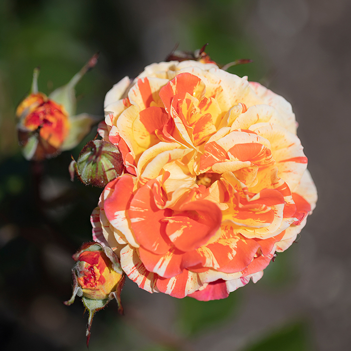 Rose 'Oranges & Lemons' Papagena bare root