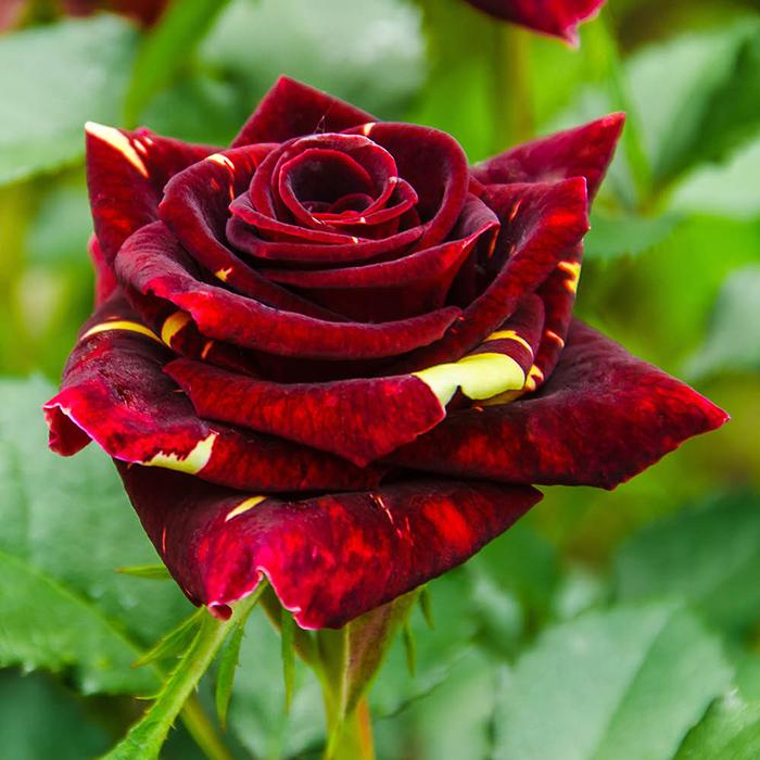 Rose Abracadabra bare root