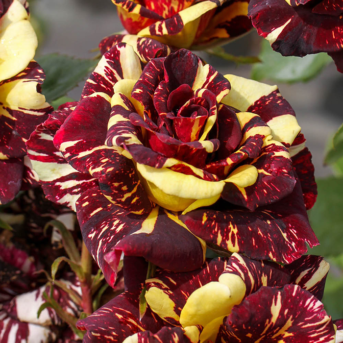 Rose Abracadabra bare root