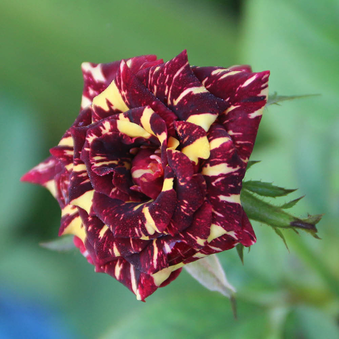 Rose Abracadabra bare root