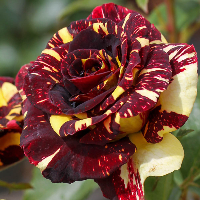 Rose Abracadabra bare root