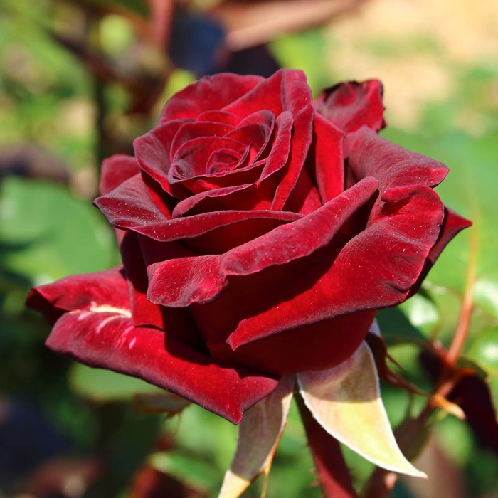 Rose Black Baccara bare root
