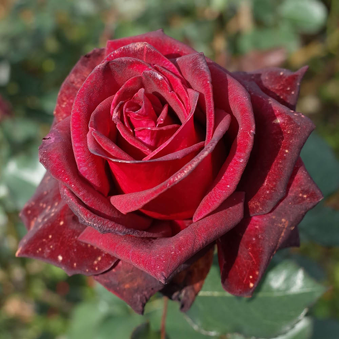 Rose Black Baccara bare root