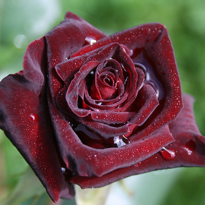 Rose Black Baccara 4L pot