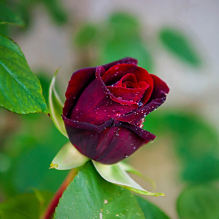 Rose Black Baccara 4L pot