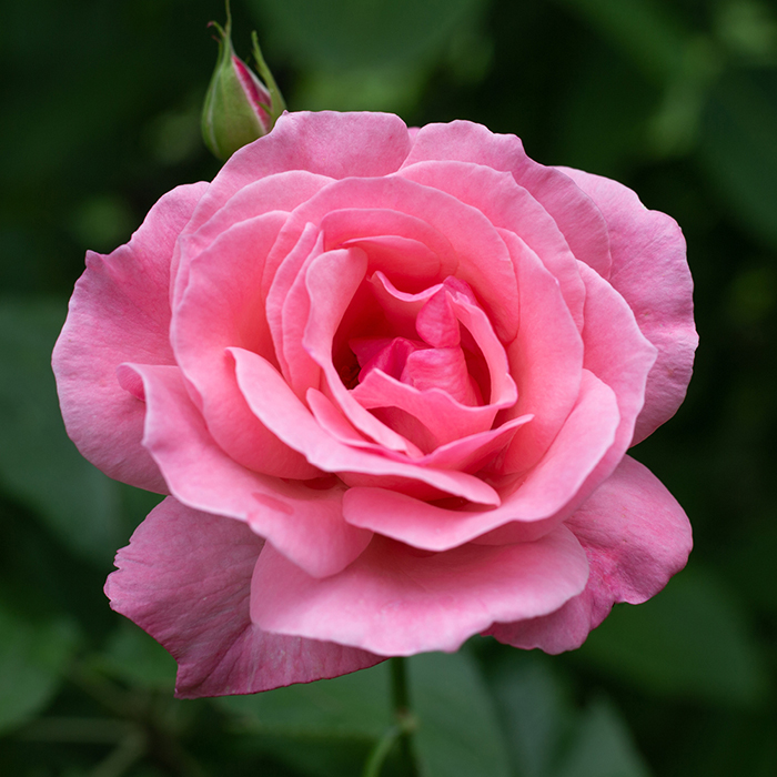 Rose Queen Elizabeth bare root (pink) single