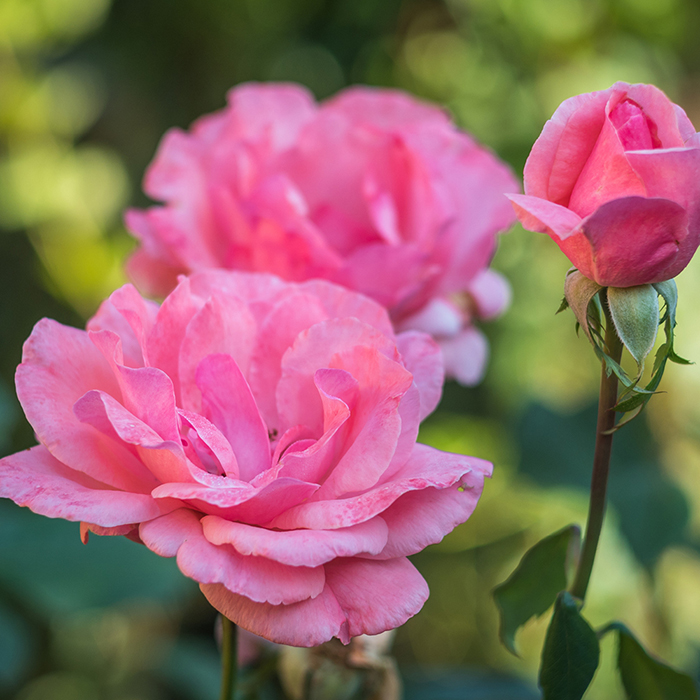 Rose Queen Elizabeth bare root (pink) single