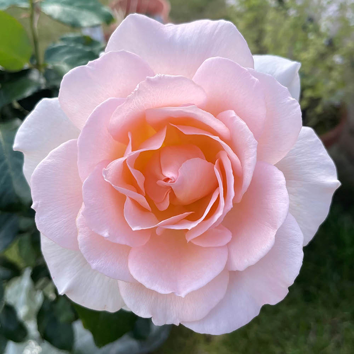 Rose Best Mum Ever 4L pot
