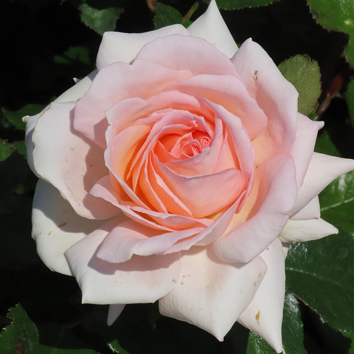 Rose Best Mum Ever 4L pot