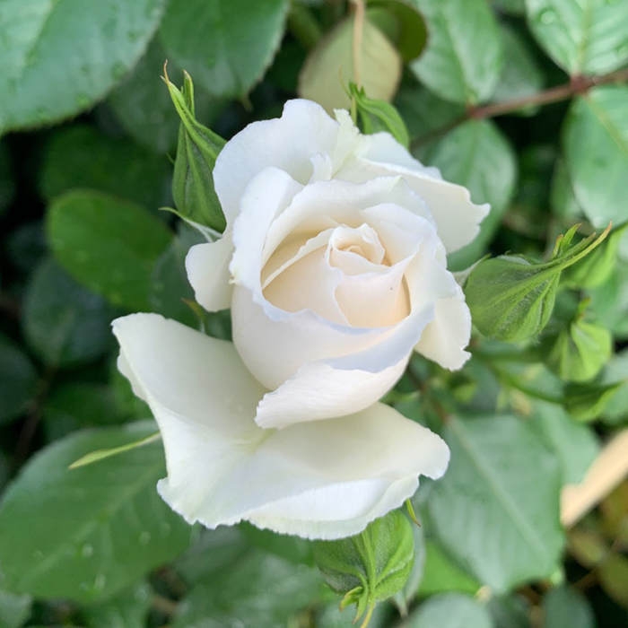 Rose Cotton Wedding 2nd Anniver. 4L