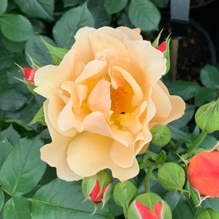 Rose Simple Gold 3L-4L potted