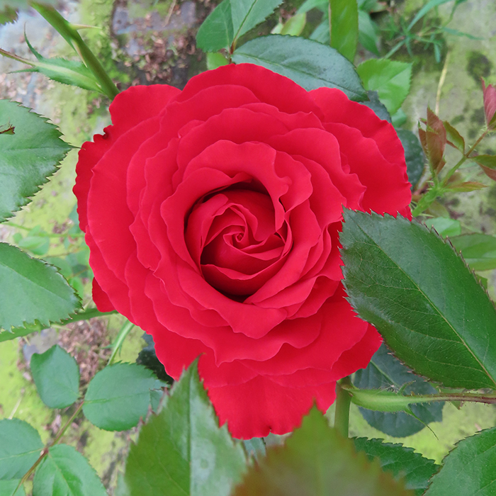 Rose Carris 4L pot