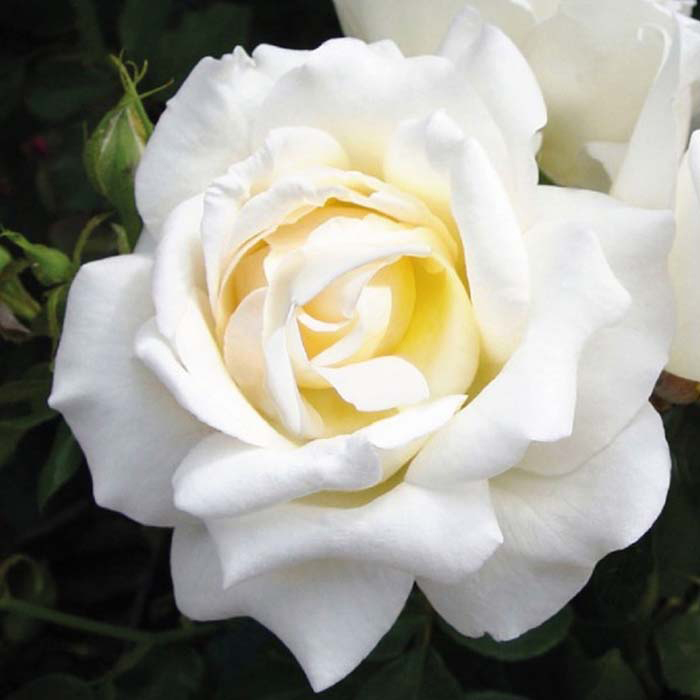 Rose At Peace 5L potted