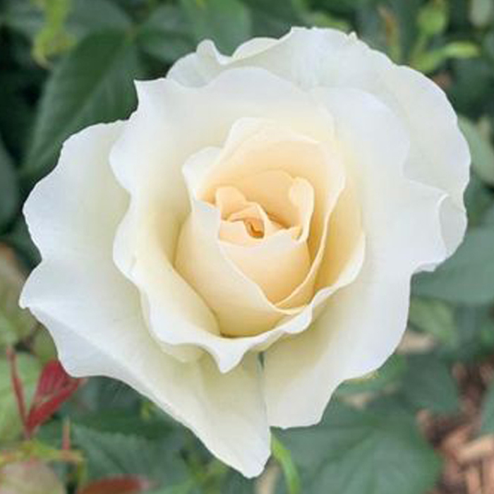 Rose Cotton Wedding 2nd Anniversary 5L potted
