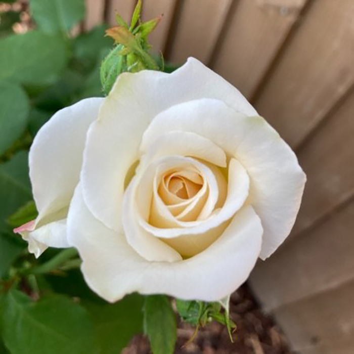 Rose Fab at 30 5L potted