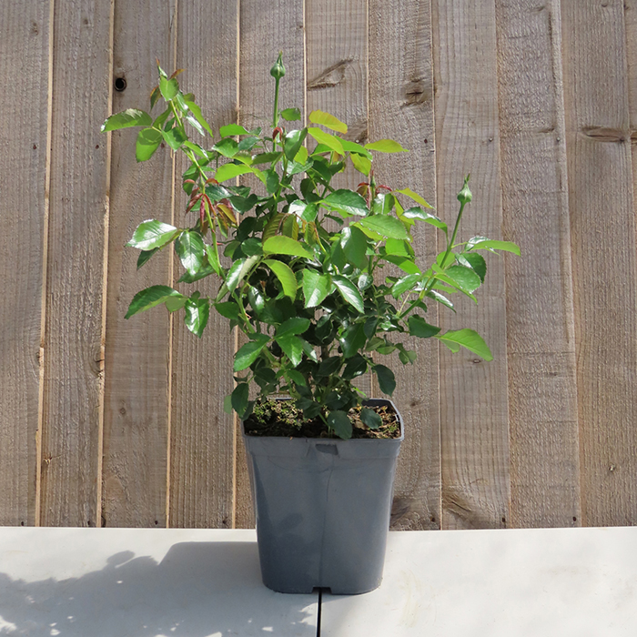 Rose Guardian Angel 5L potted