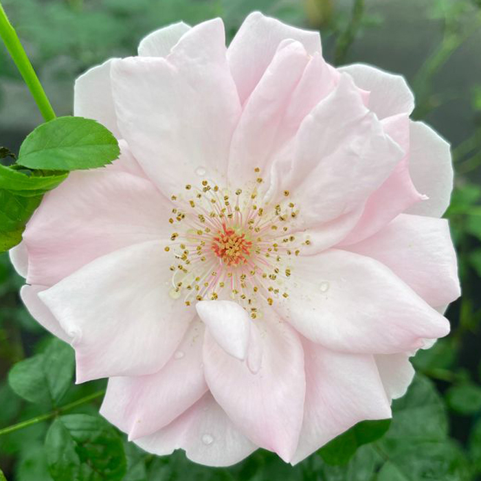 Rose Happy Birthday Pink 5L potted