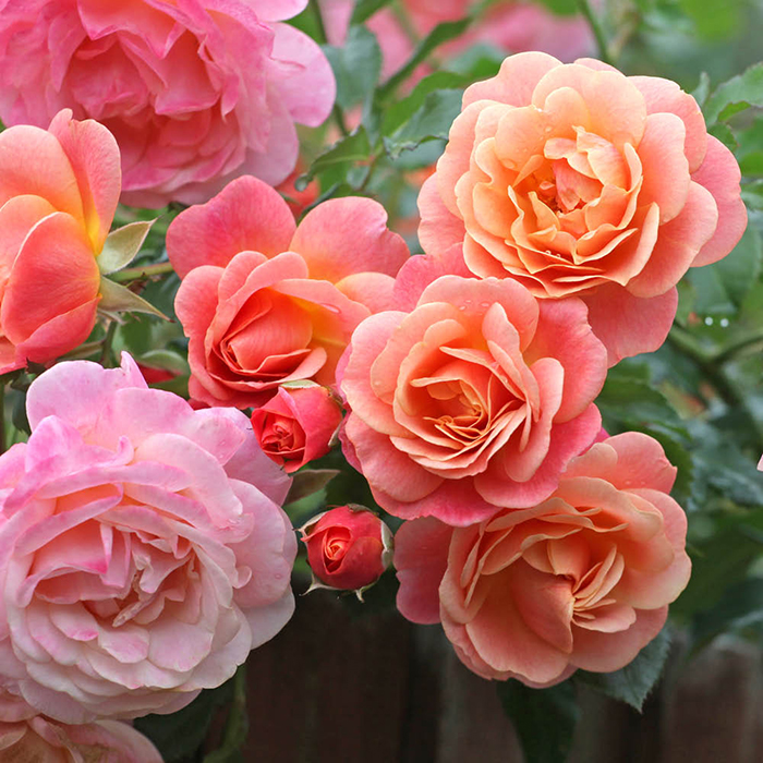 Rose Climbing Peach Melba 4L pot