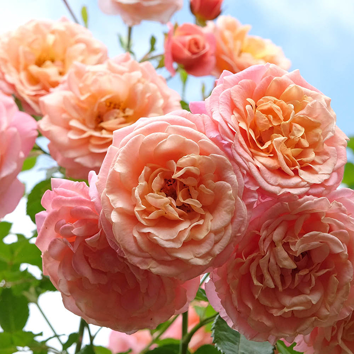 Rose Climbing Peach Melba 4L pot