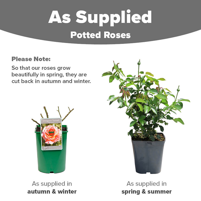 Rose Designer Sunset 4L potted