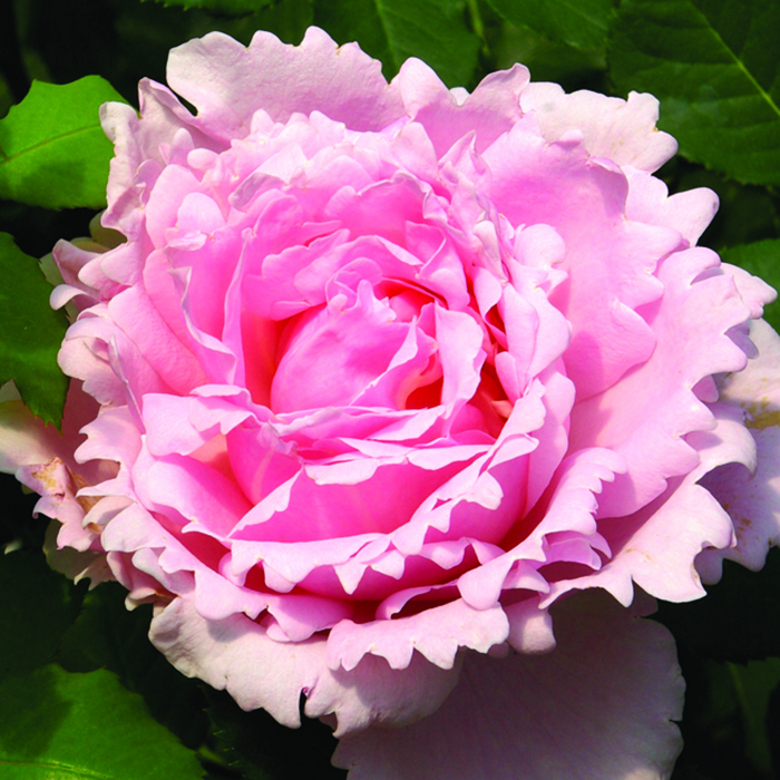 Rose Sophie Rochas 5L potted
