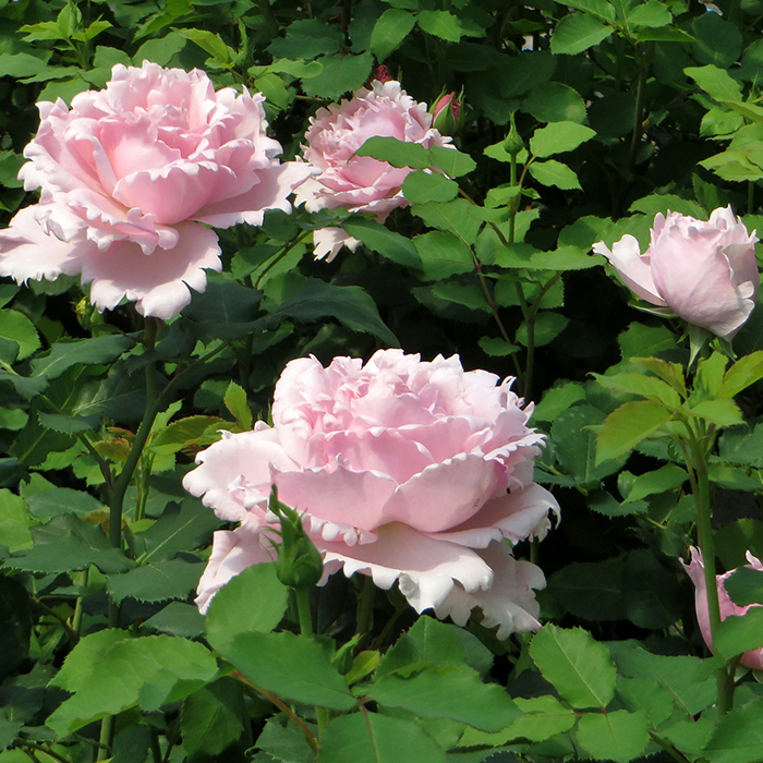 Rose Sophie Rochas 5L potted