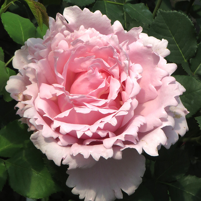 Rose Sophie Rochas 5L potted