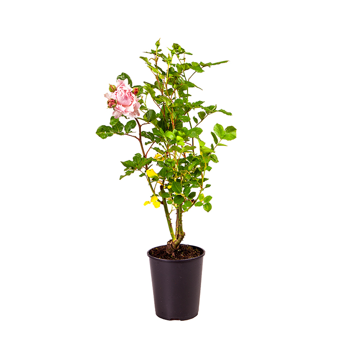 Rose Sophie Rochas 5L potted